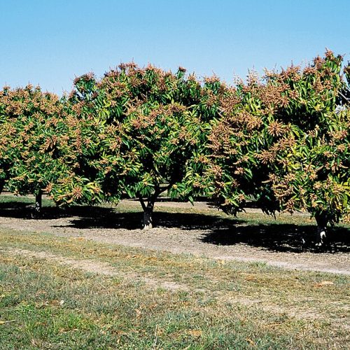 Cultivos tropicales: riego inteligente para manejar alta demanda y clima variable